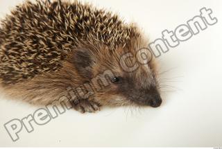 Hedgehog - Erinaceus europaeus  0060